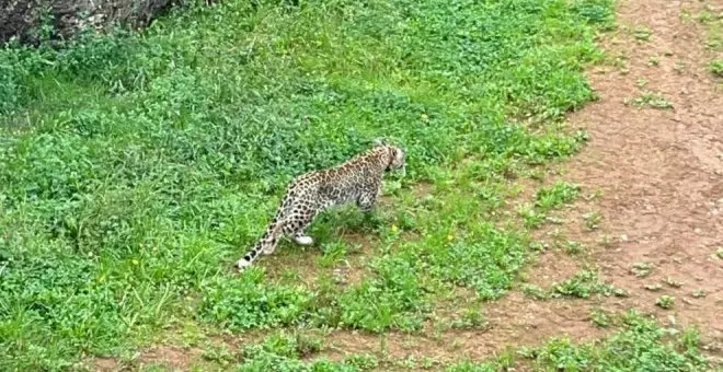 Abatido un leopardo persa de Cabárceno tras escaparse del recinto en el que estaba en periodo de adaptación