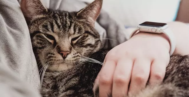 ¿Por qué los gatos se vuelven más cariñosos en invierno?