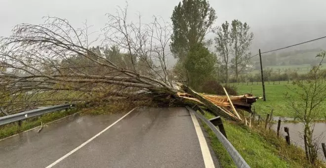 El viento deja 16 incidencias esta madrugada por caída de ramas y objetos