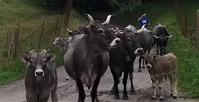 La Enfermedad Hemorrágica deja 133 nuevo infectados y 46 animales muertos en la última semana