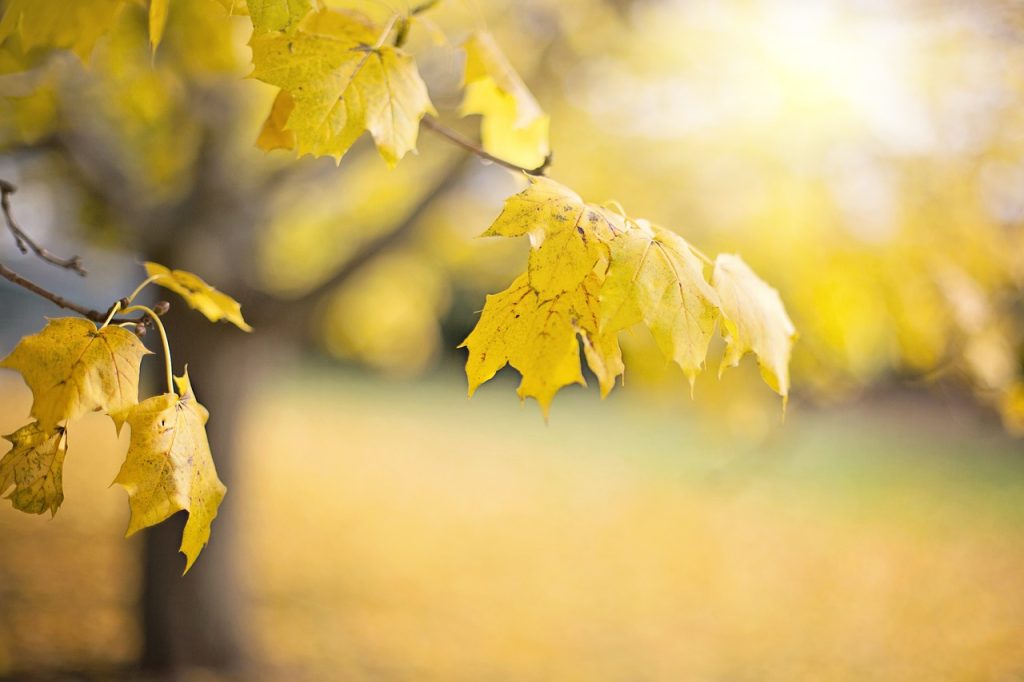 Hojas de otoño