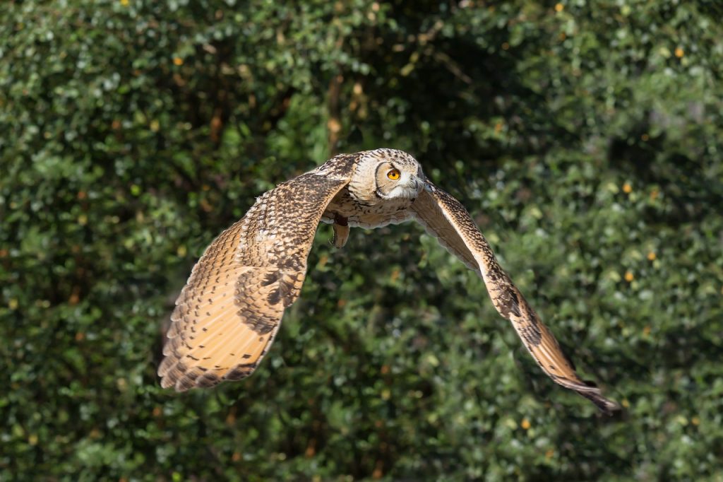 Búho volando