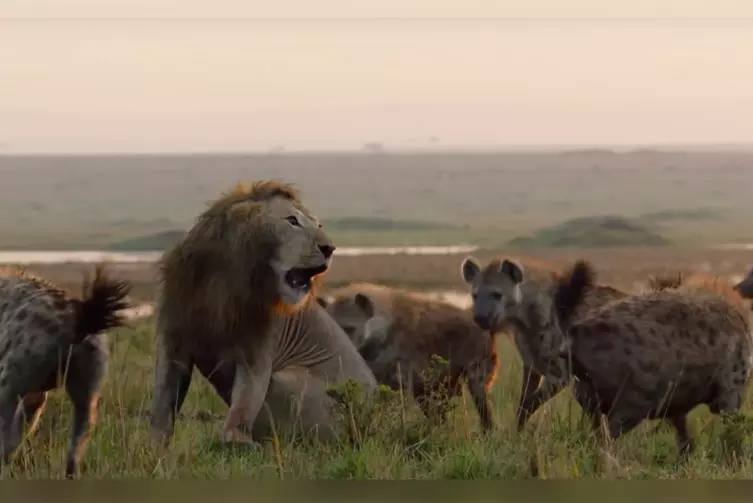 El impactante vídeo de un león salvando a otro de morir ante una manada de  hienas | Tremending