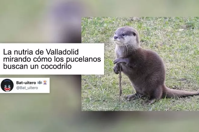 nutria gigante vs cocodrilo