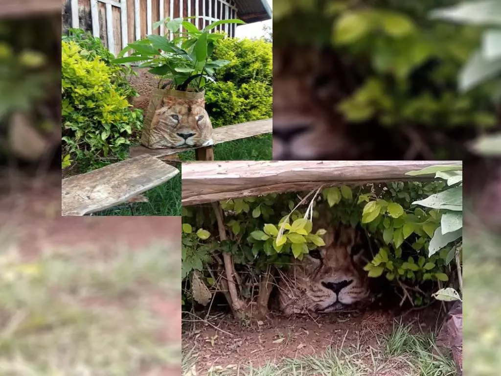 El león que aterrorizó a un pueblo de Kenia y resultó ser una bolsa de  supermercado: 