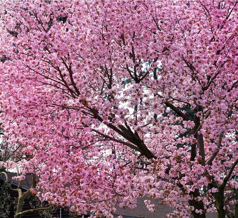 Flores de cerezo para el renacer de nuestro Planeta | Público
