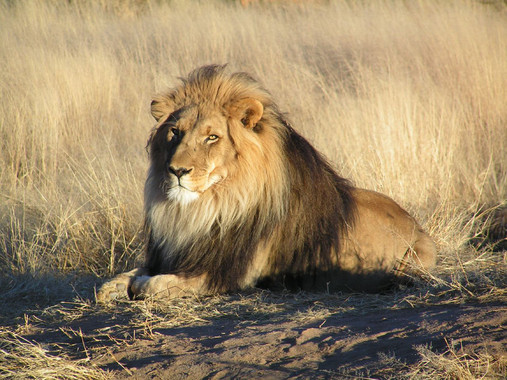 La caza del león para trofeos pone en jaque a la especie | Público