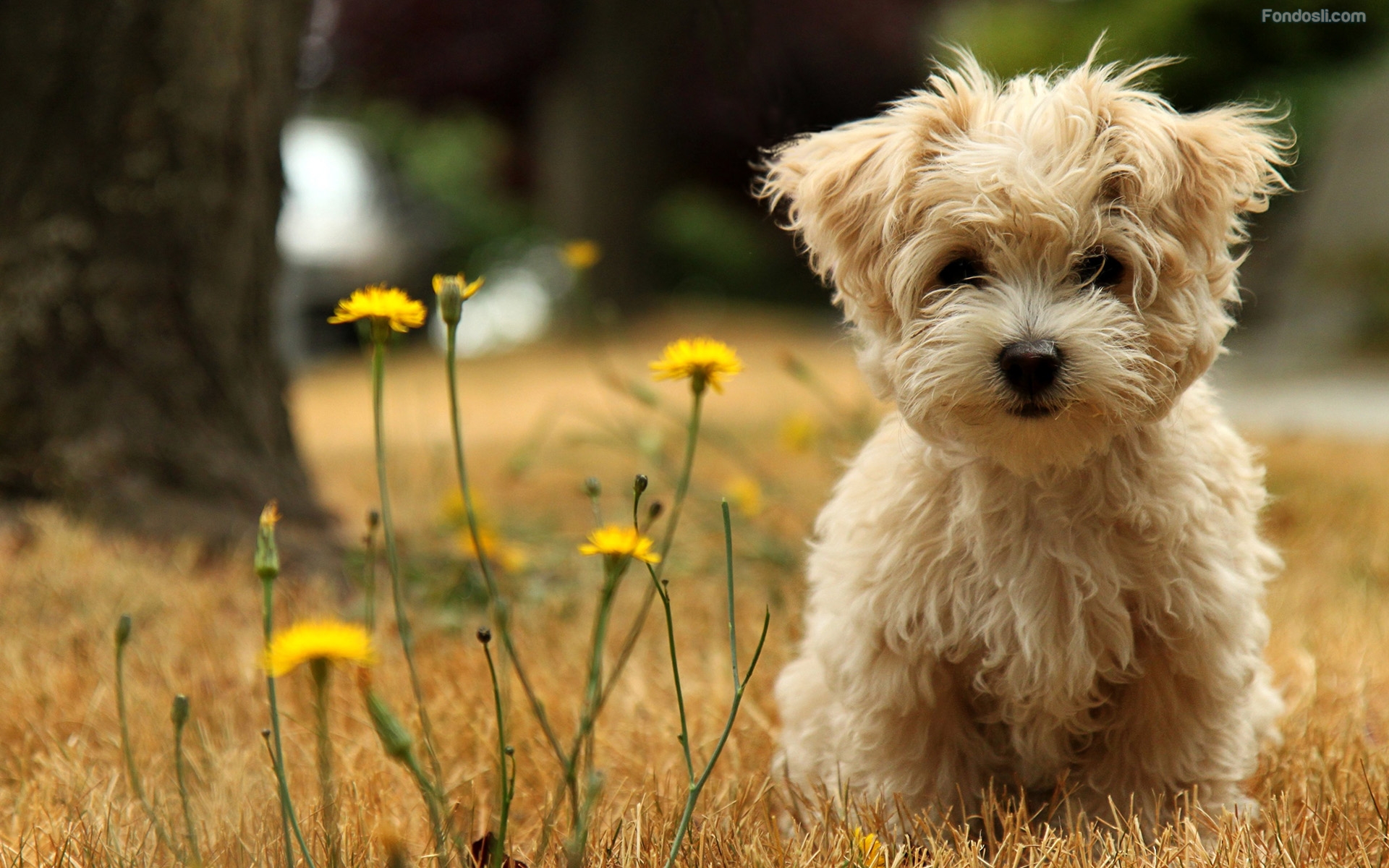 Derechos De Los Animales Las Mascotas Seguiran Siendo Cosas Publico