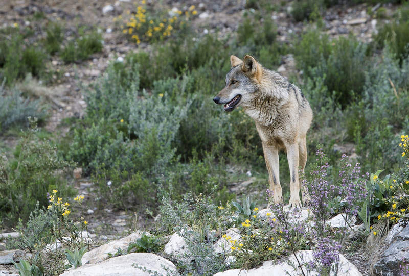 El lobo ibérico se recupera y alcanza las 297 manadas, según el último  censo | Público