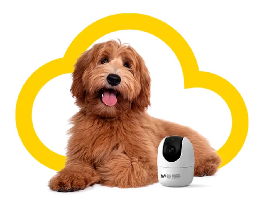 Hay un problema con las cámaras de vigilancia para perros, porque