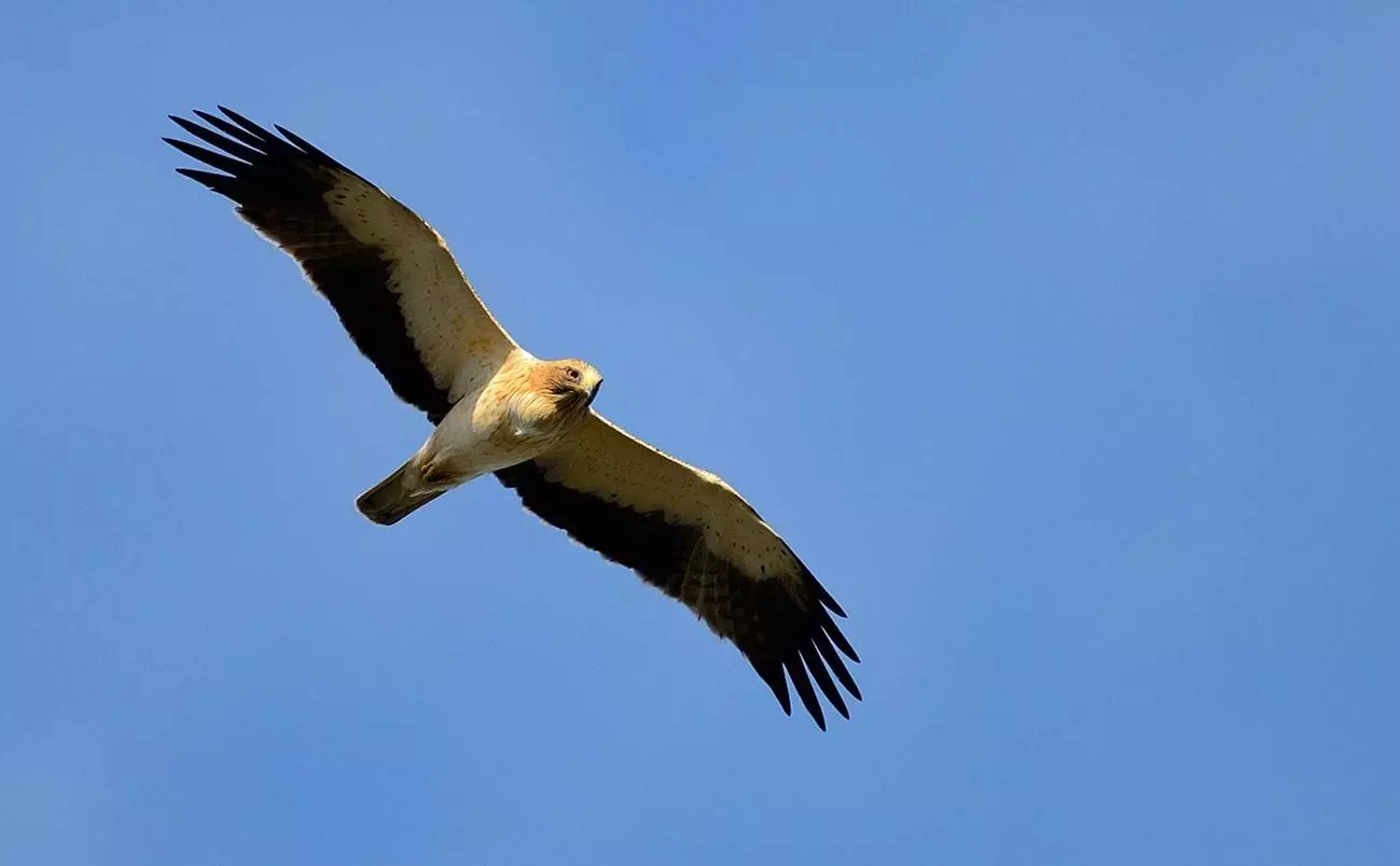 La acumulación de pesticidas reduce la capacidad reproductiva del águila  calzada en Doñana | Público