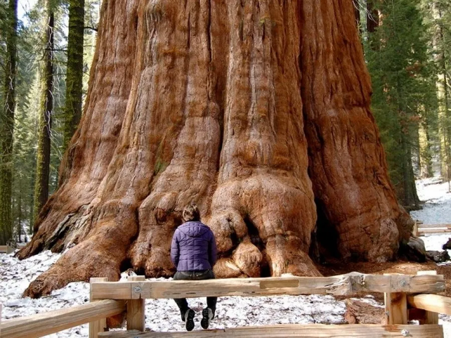 Los árboles más antiguos del mundo