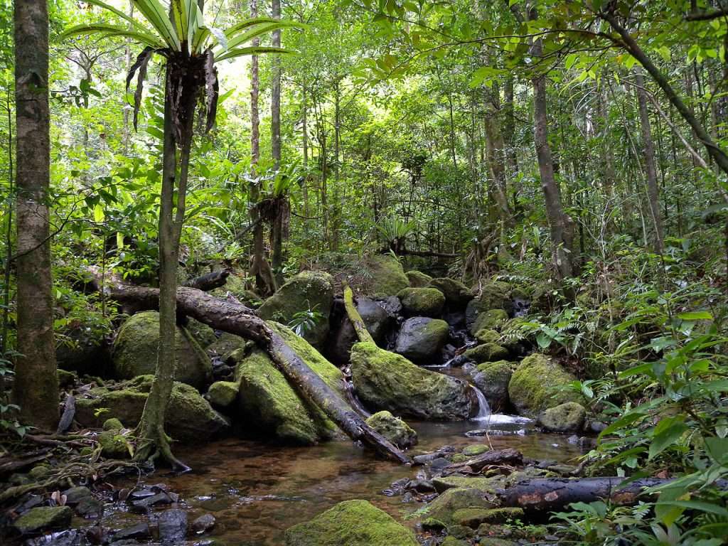 bosques de Madagascar