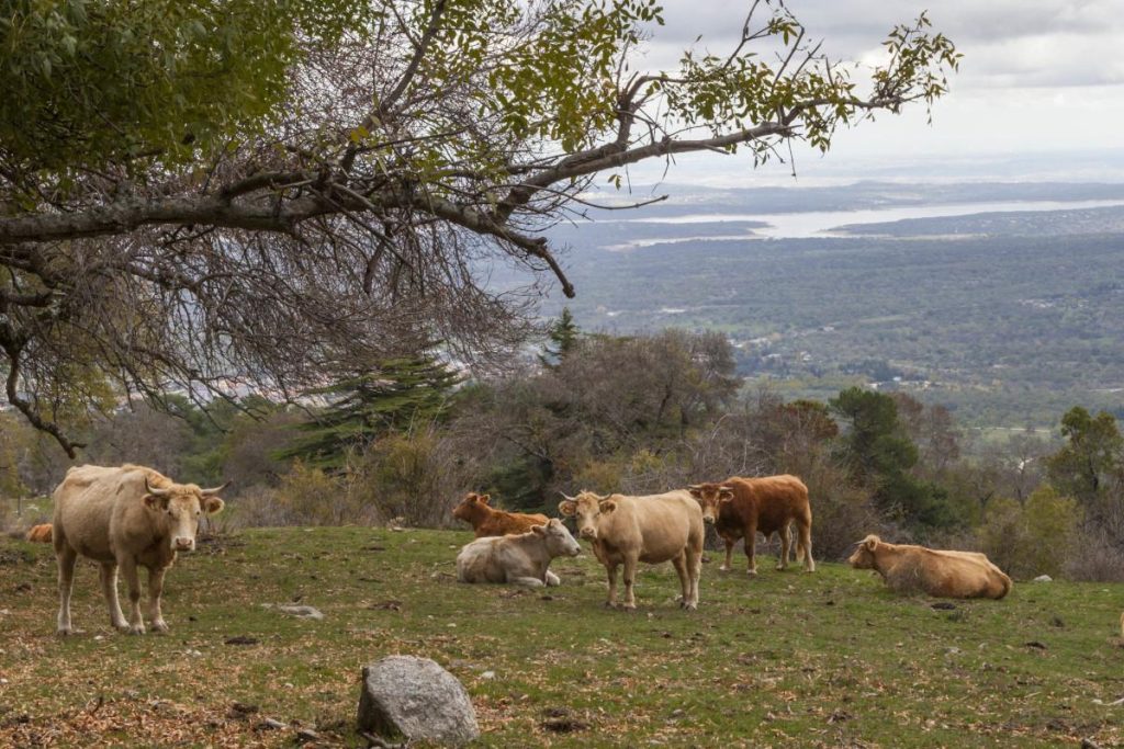 Bosque de la Herrería - Patrimonio Nacional