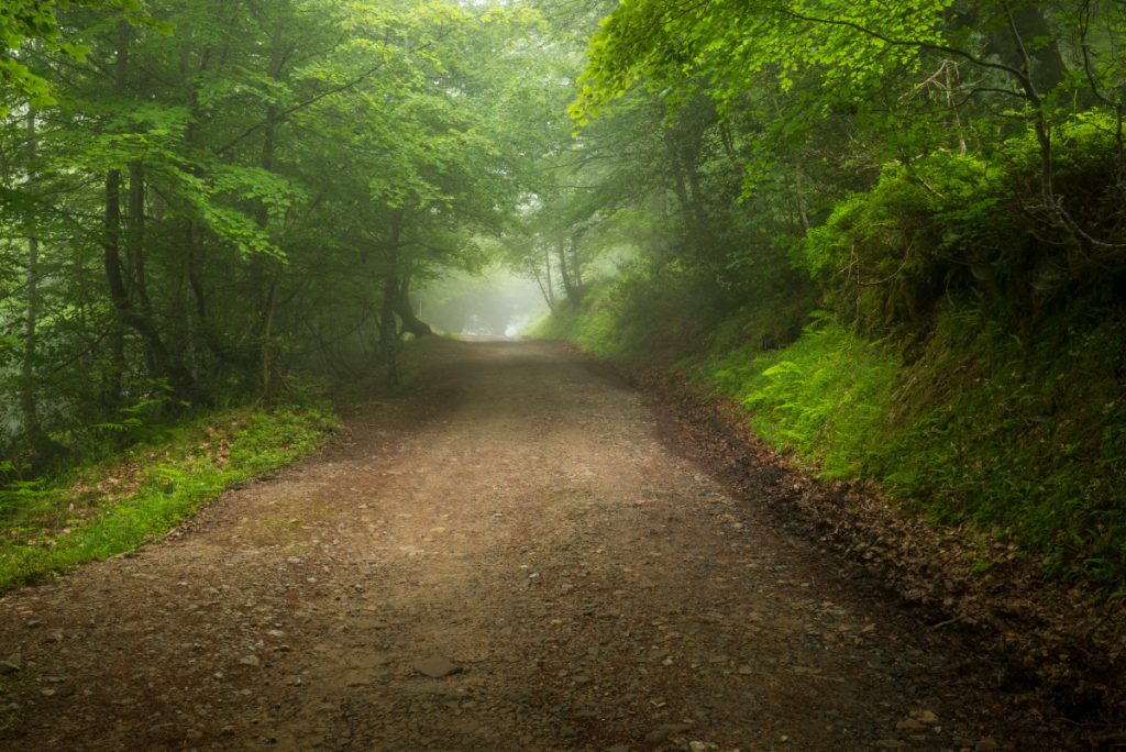 Bosque de Peloño - Depositphotos