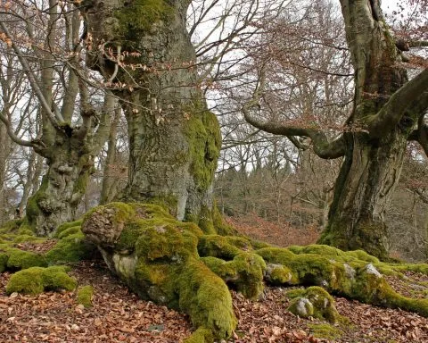 Castañar de El Tiemblo