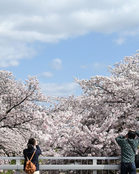 Cerezos