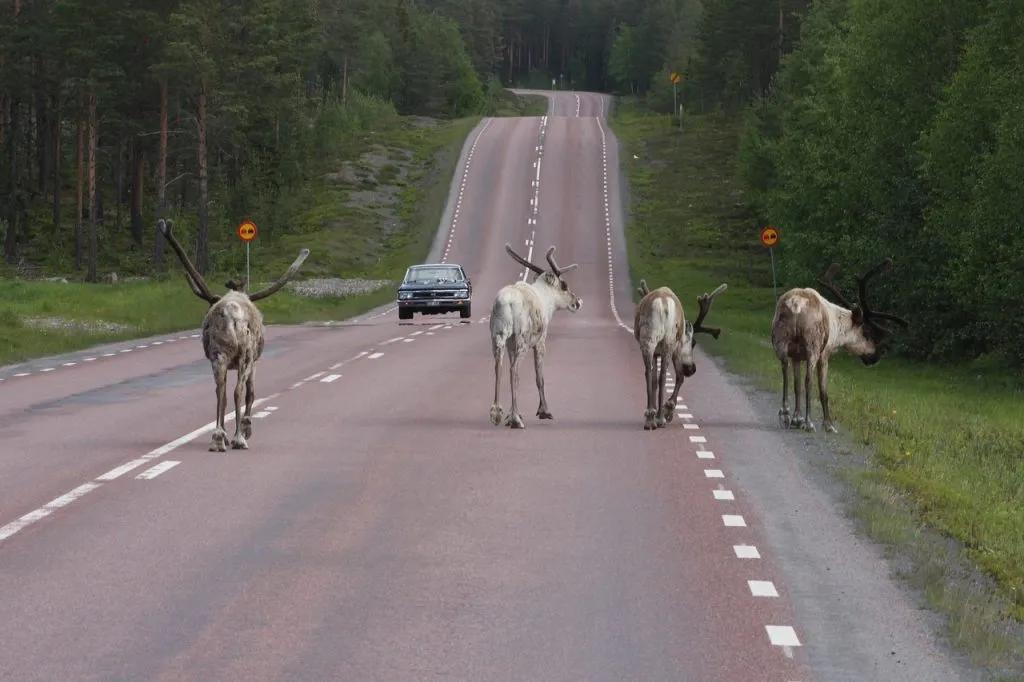 Renos en carretera de Suecia