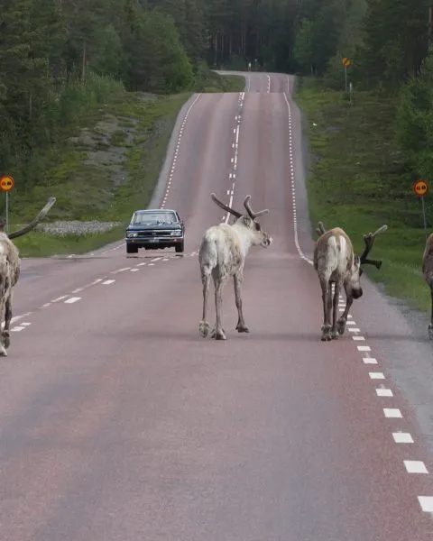 Renos en carretera de Suecia