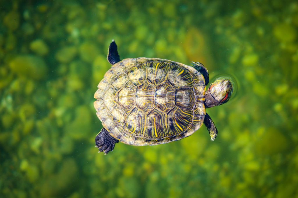 Cómo cuidar a tu tortuga acuática?