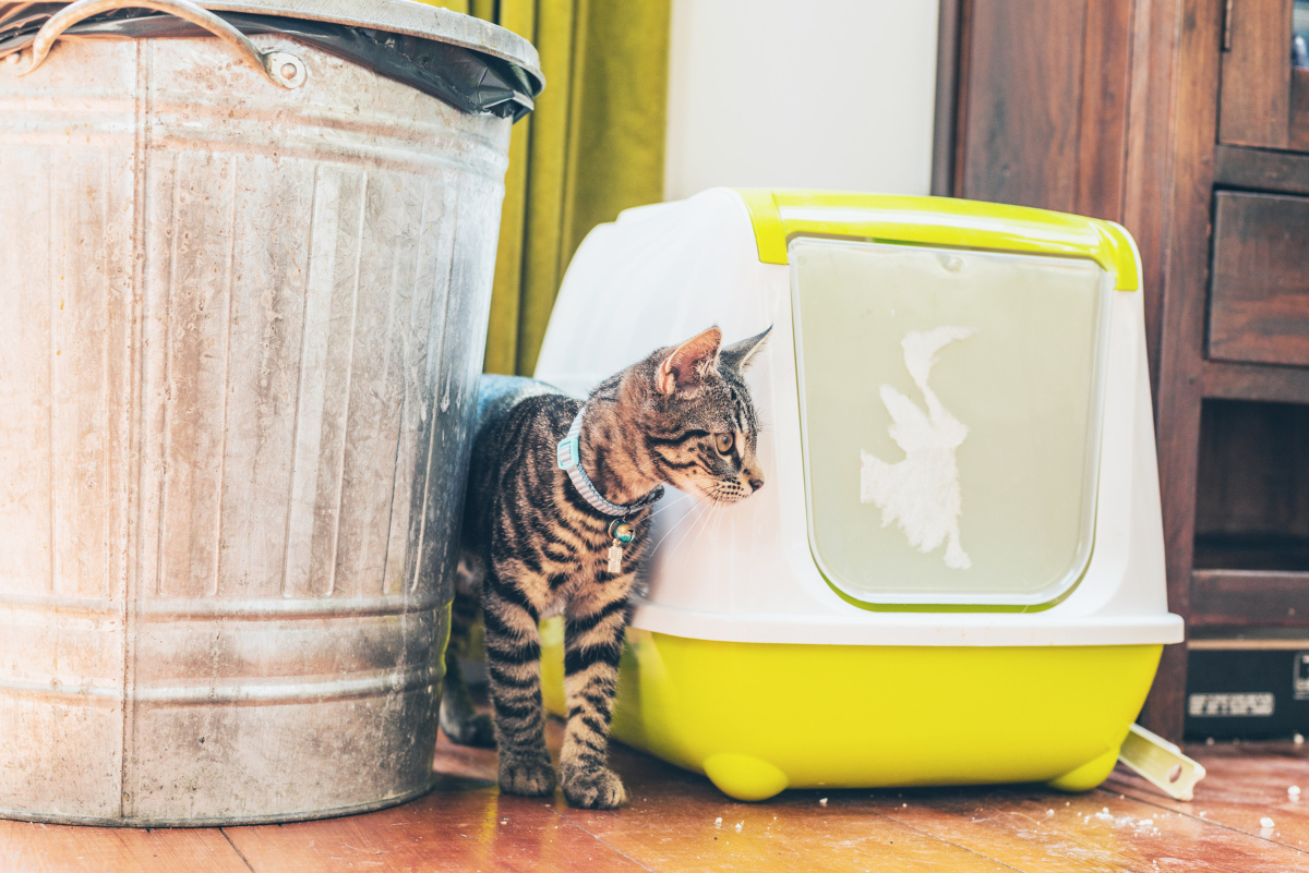 Cómo quitar el mal olor del arenero de tu gato - Yo Animal