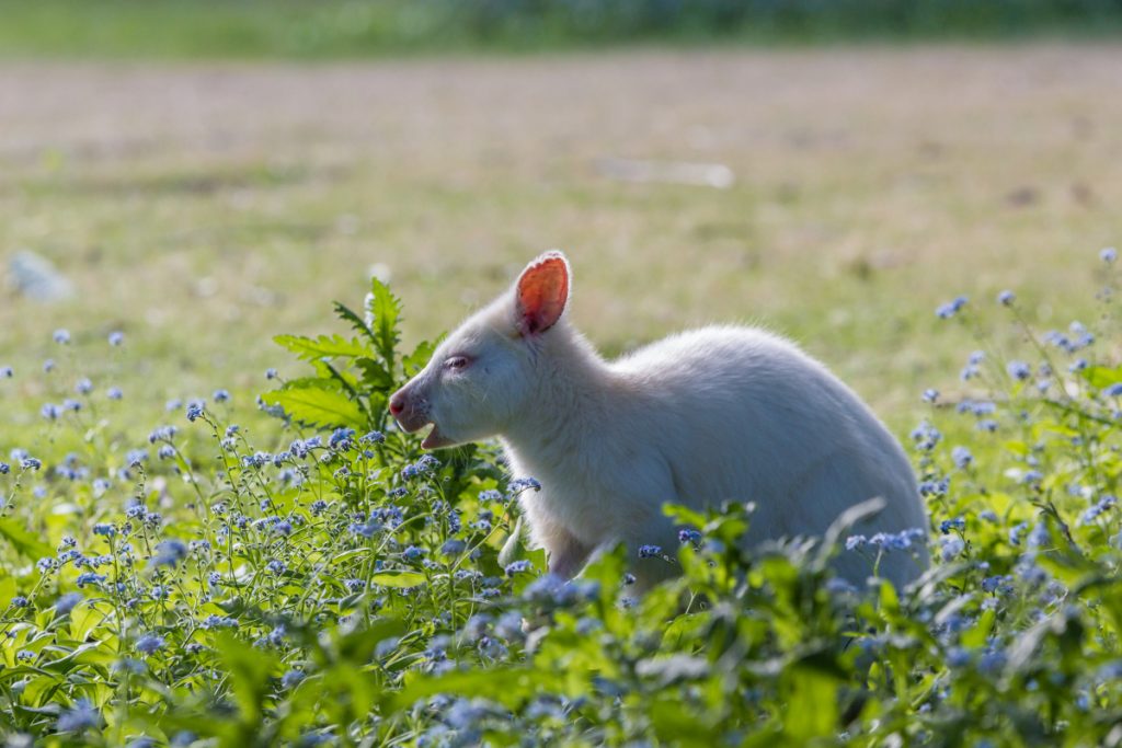 animales albinos