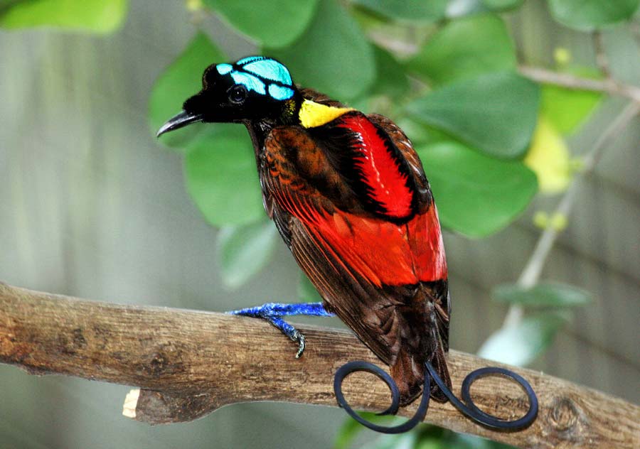 Estas son las aves tropicales más coloridas - Yo Animal