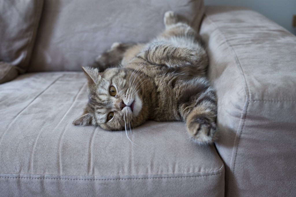 Prueba estos trucos para evitar que tu gato destroce el sofá - Yo Animal