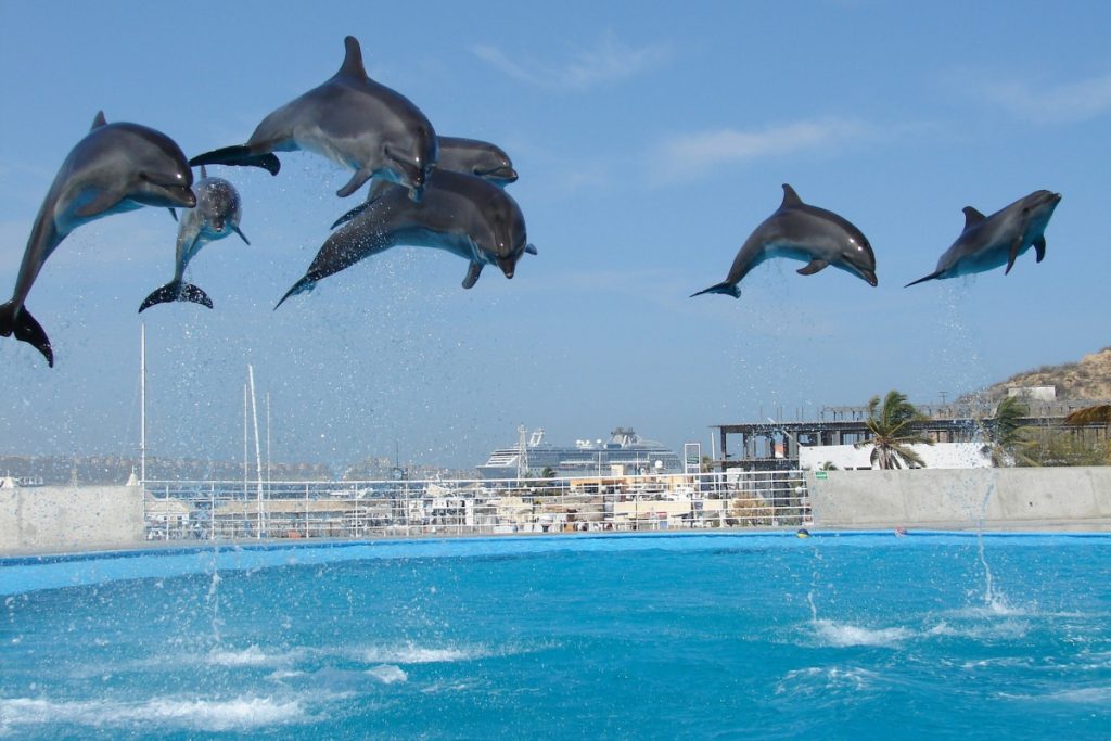 Delfines