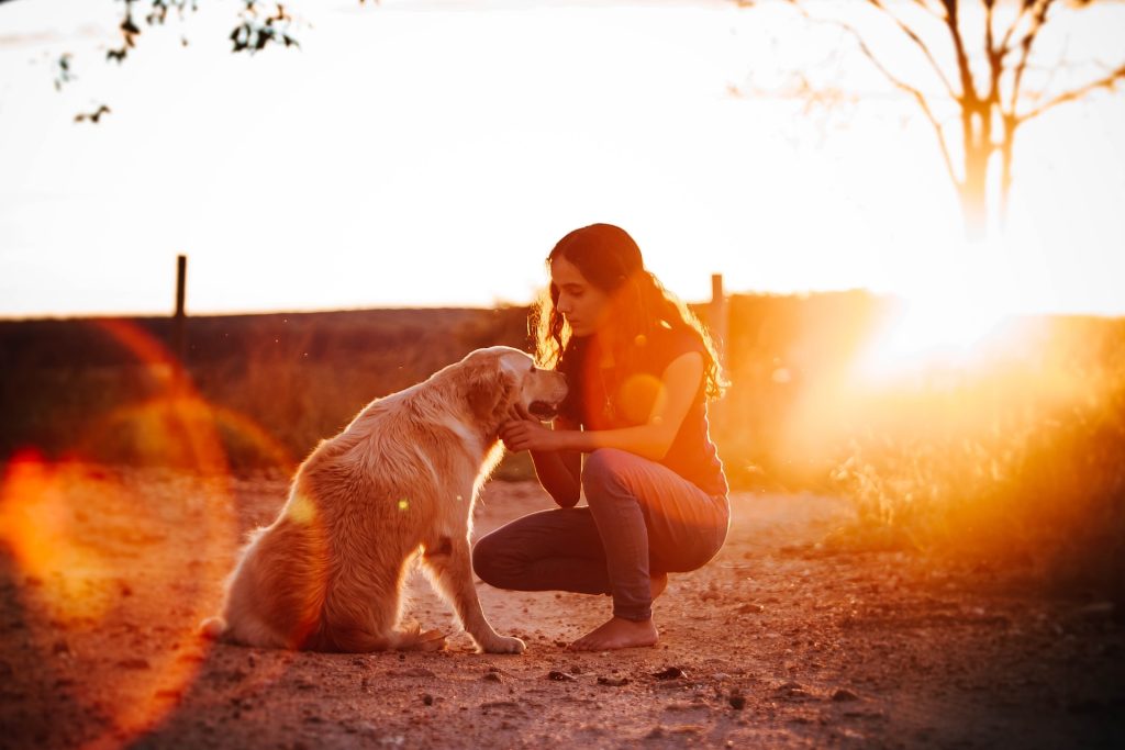 golden retriever