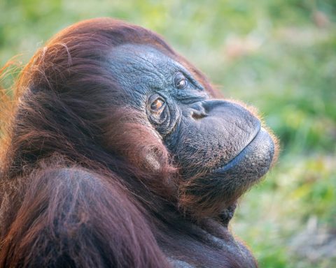 Orangután de Borneo - Fuente: Depositphotos