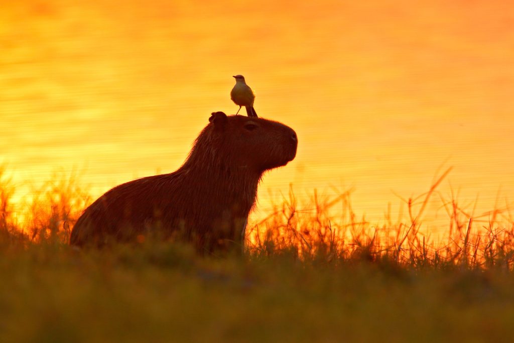 Capibara - Fuente; Depositphotos