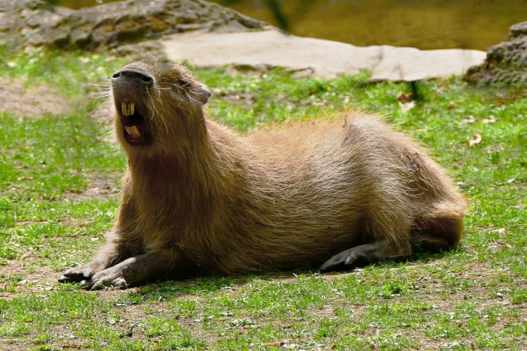 Capibaras: el animal de moda que nunca deberías tener en casa - Yo Animal