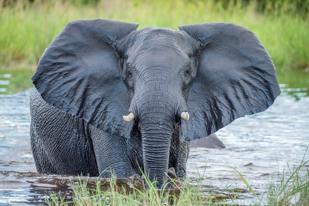 orejas de elefante