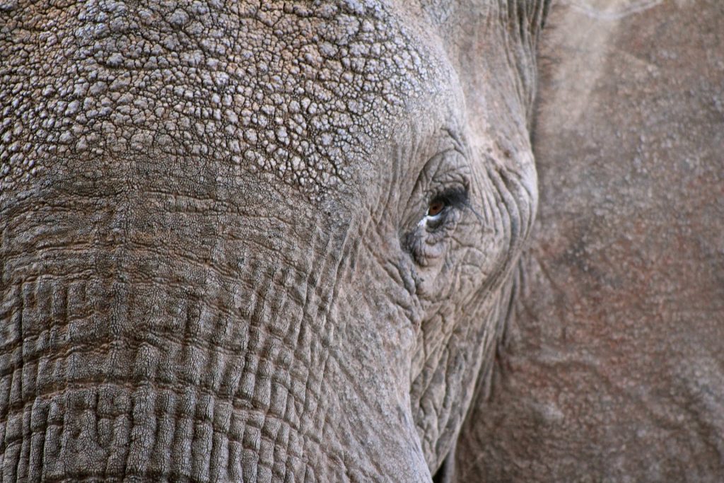 ojo de elefante