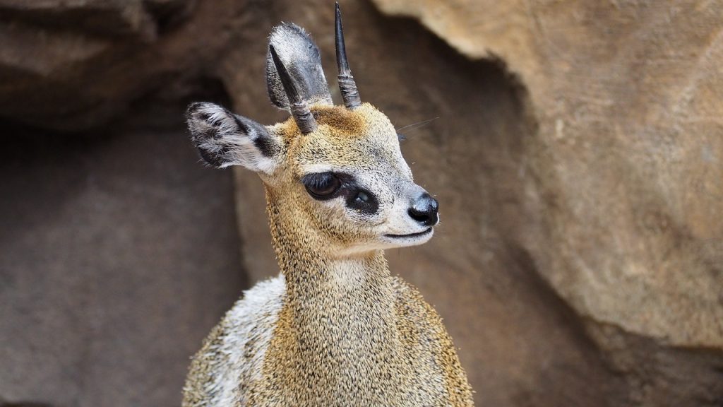 Klipspringer 