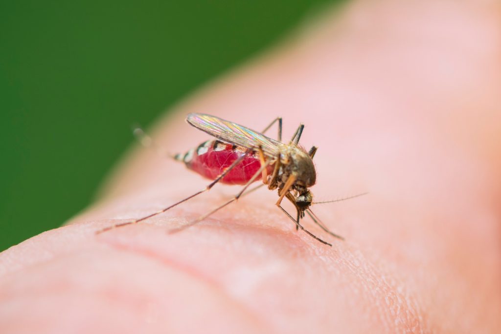 Mosquito - Fuente: Depositphotos