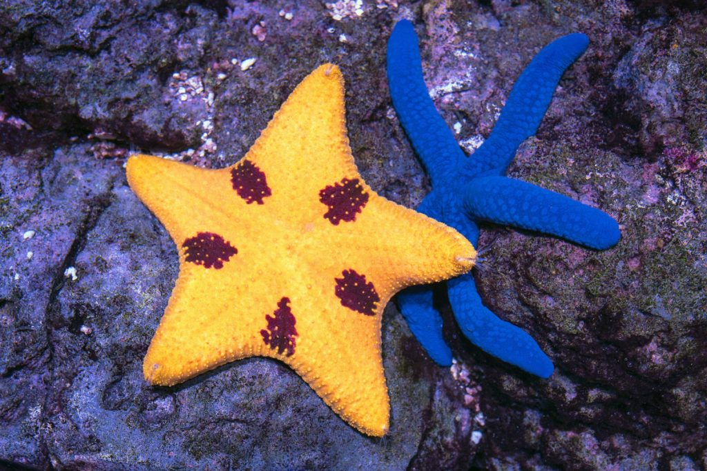 Dos estrellas de mar - Fuente: Unsplash