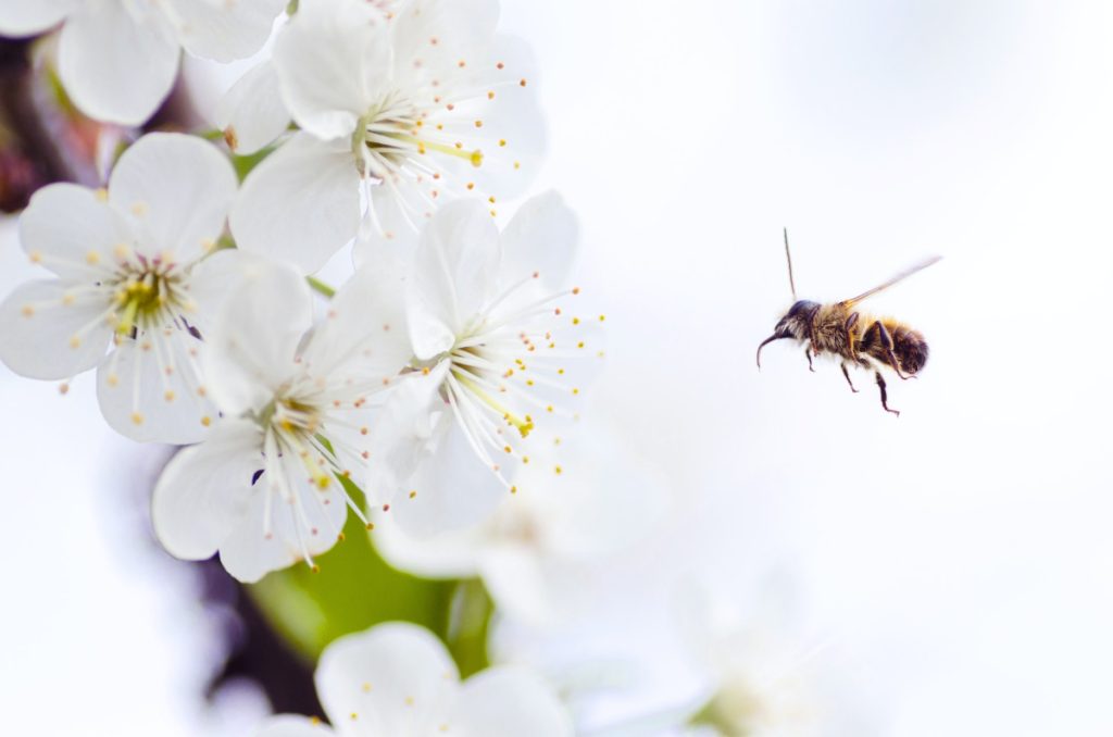 Una abeja se dirige a unas flores - Fuente: Unsplash