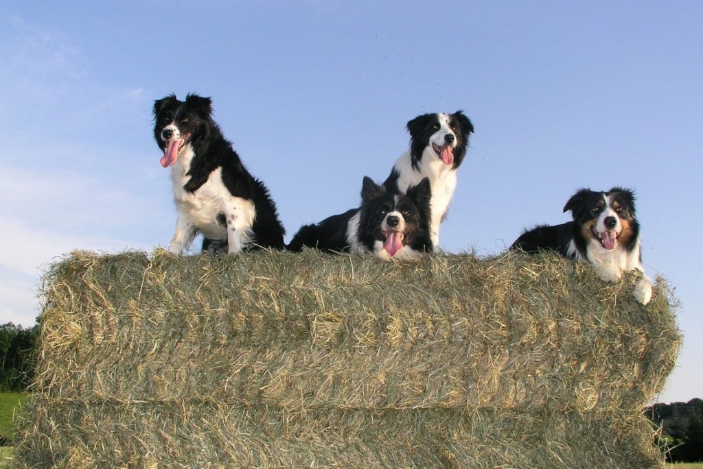 Border Collie - Fuente: Pixabay