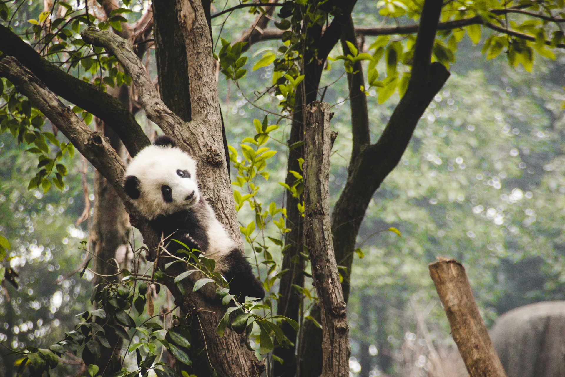 Así cambiaron su dieta los pandas hace seis millones de años - Yo Animal