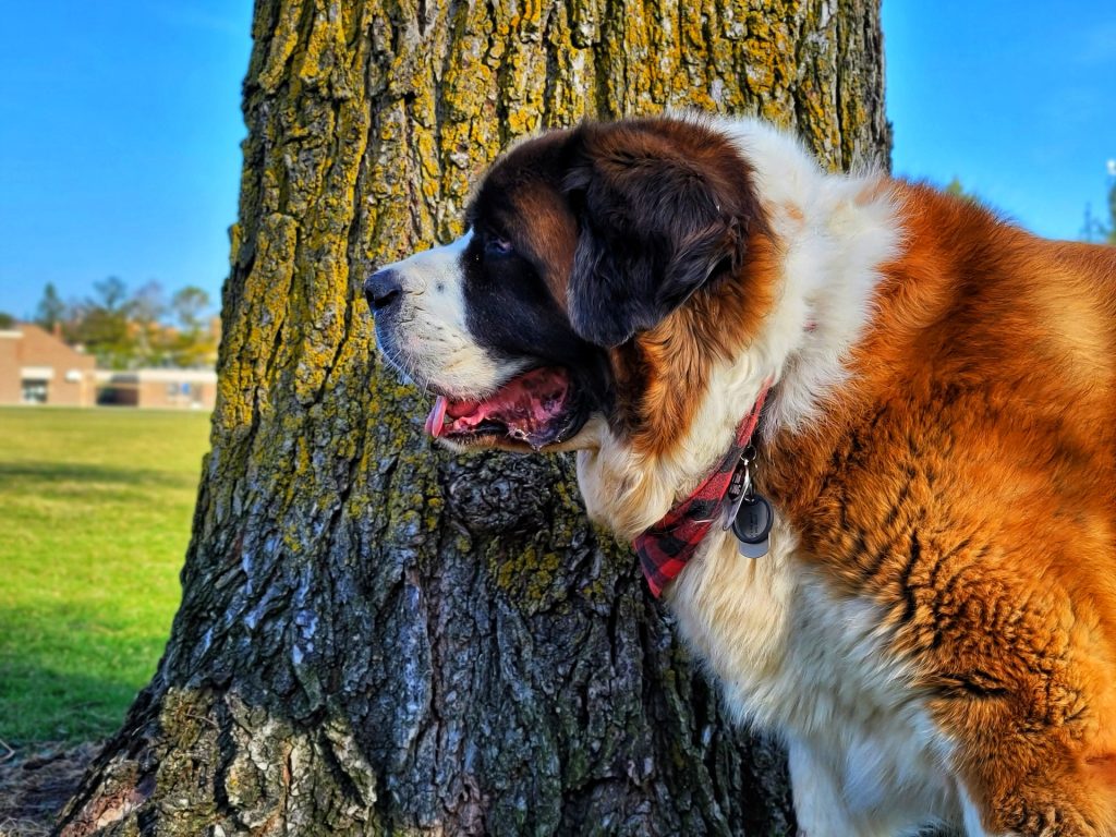 Perro San Bernardo