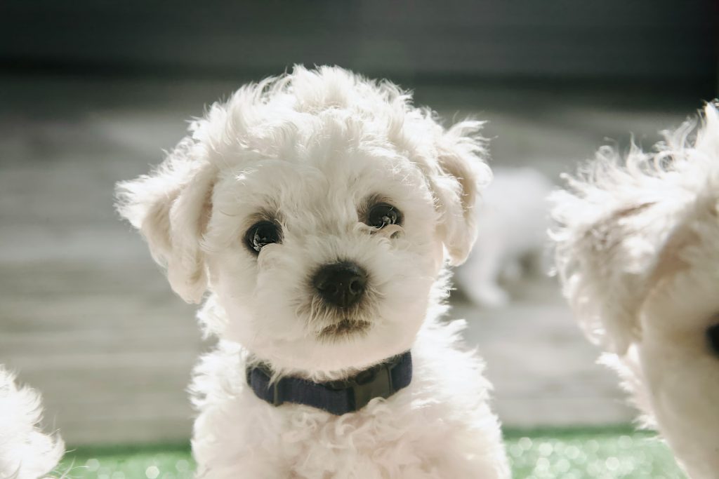 Cachorro de bichon frisé