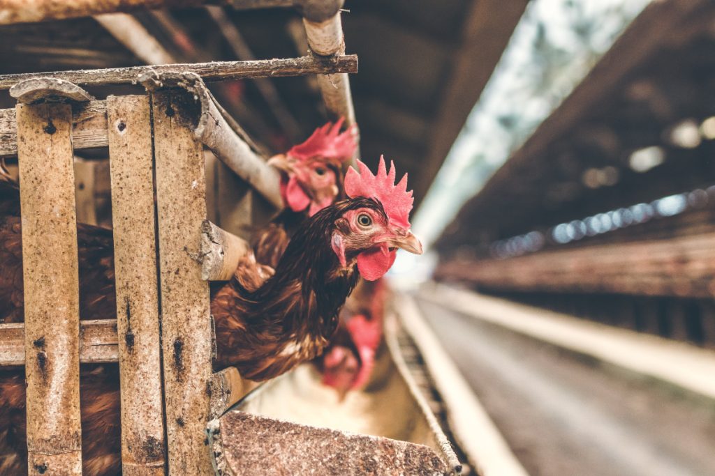 Gallinas en una explotación industrial - Fuente: Unsplash