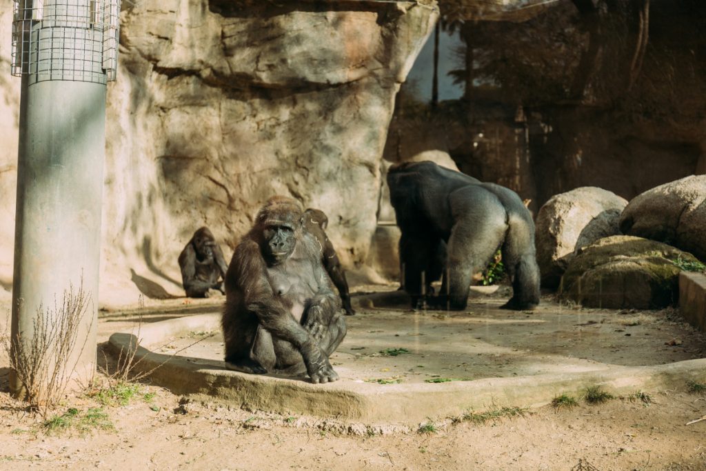 Gorilas del zoo de Barcelona - Fuente: Depositphotos