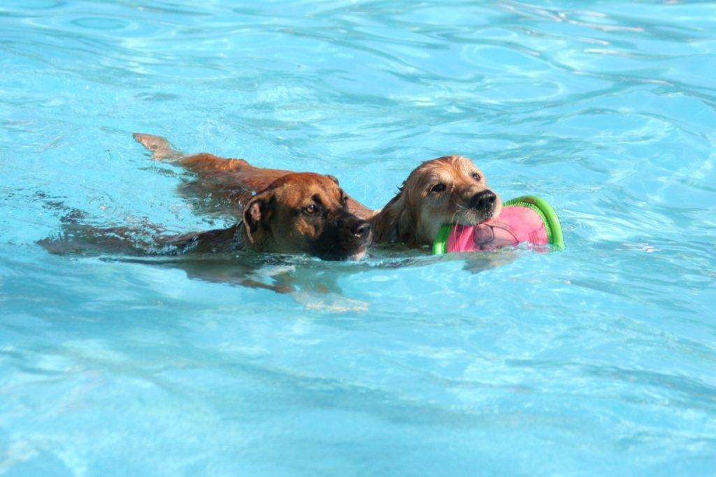 Perros nadan en una piscina - Fuente: Depositphotos