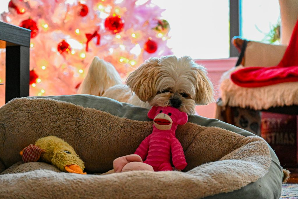 dog with toy