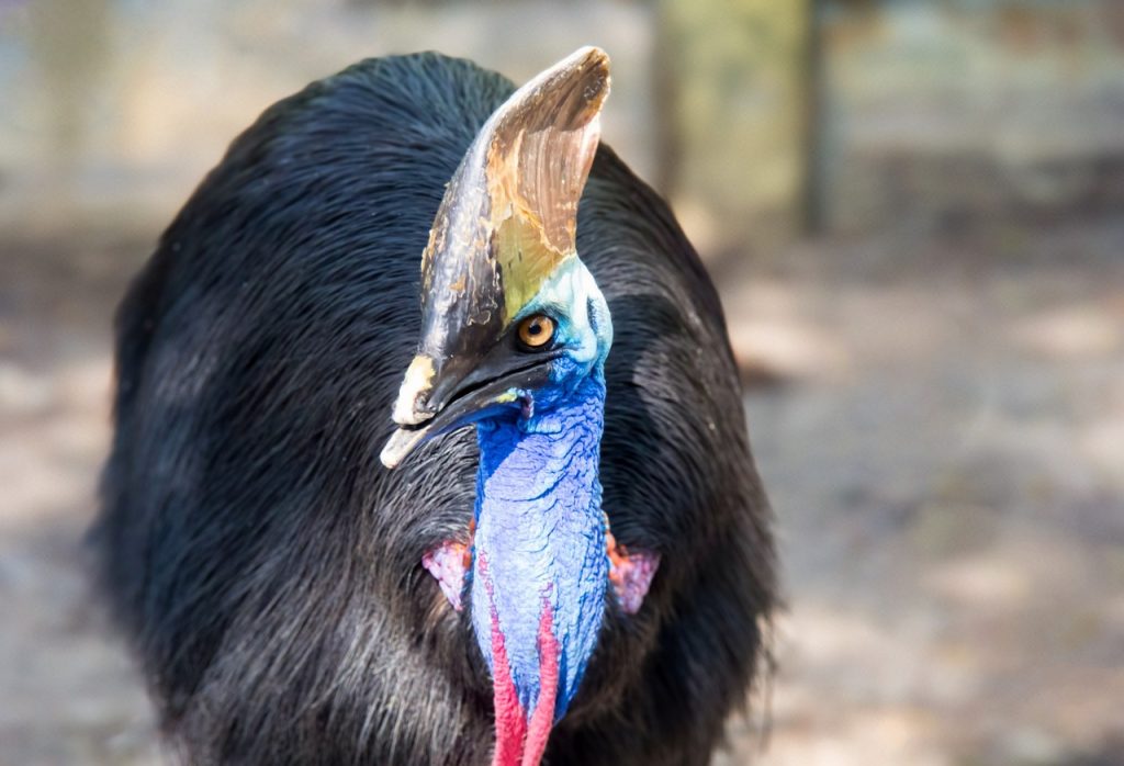 Casuario (aves grandes del mundo)