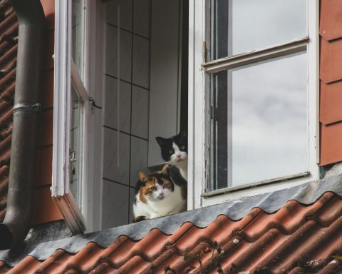 Gatos en una ventana