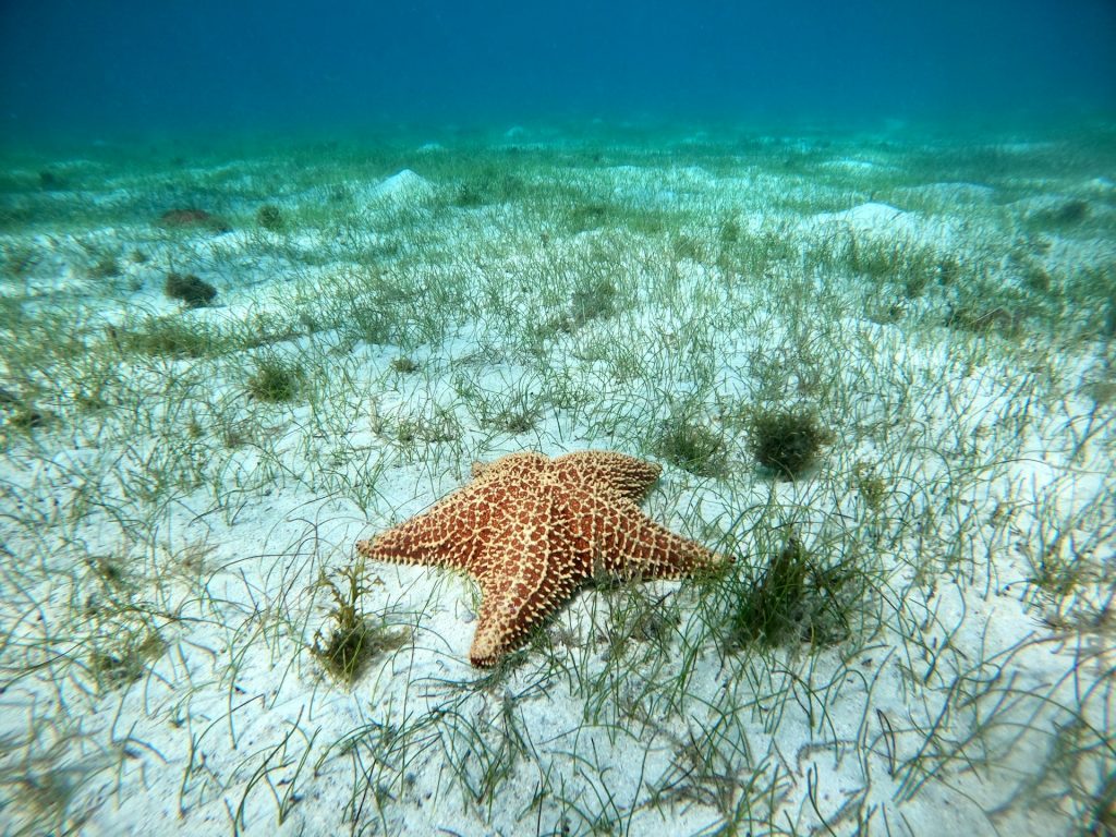 Estrella de mar